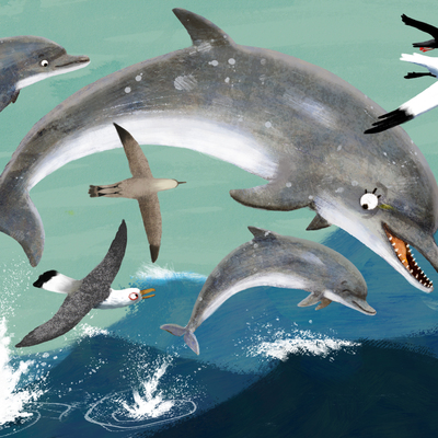 Dolphins and Birds